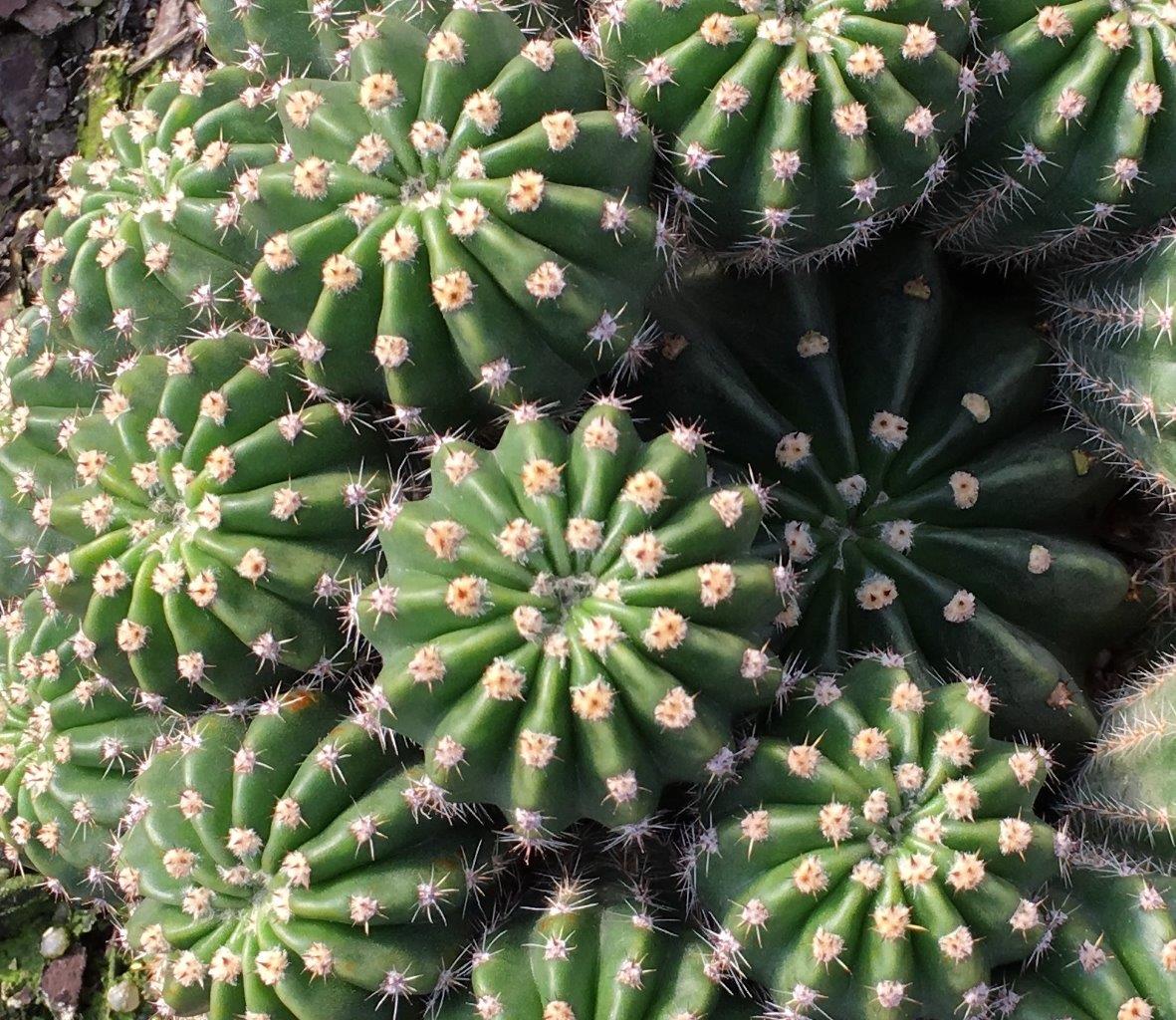 Easter Barrel Cactus